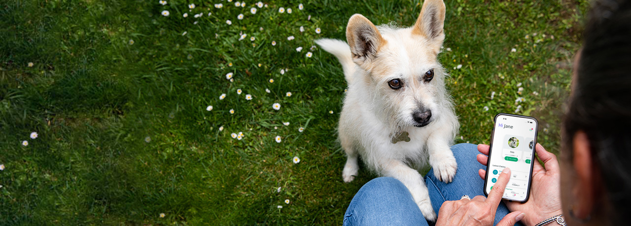 Small white dog playing in park while owner works on laptop