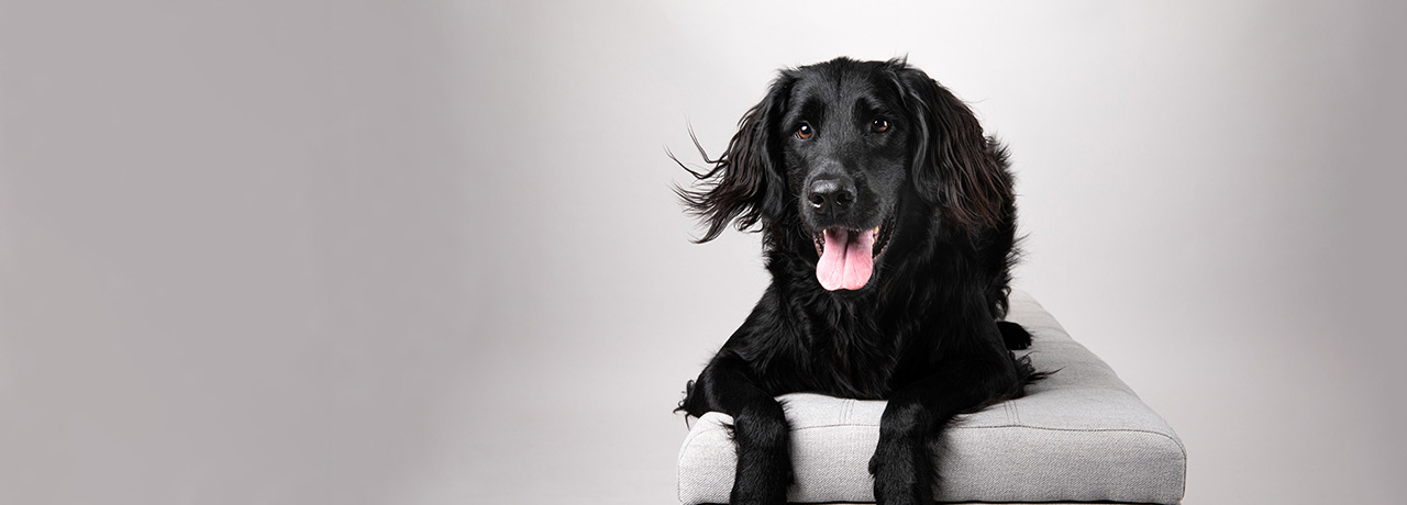 Large smiling golden retriever being held by pet parent